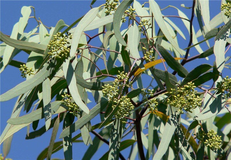 کاشت درخت زیتون تلخ در تهران تکرار ماجرای مگسهای سفید / سناریوی گونههای مهاجم کی به پایان میرسد؟