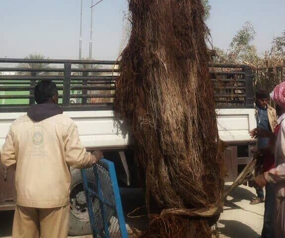 کاشت درخت زیتون تلخ در تهران تکرار ماجرای مگسهای سفید / سناریوی گونههای مهاجم کی به پایان میرسد؟