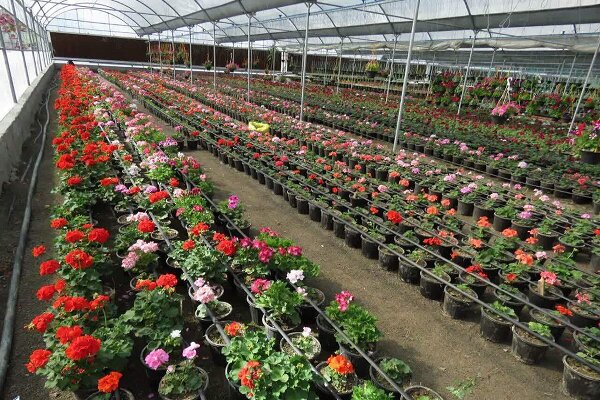 ترکیه، قرقیزستان و کره جنوبی؛ اولین مقصدهای صادراتی گلهای زینتی دانشگاه آزاد گرگان