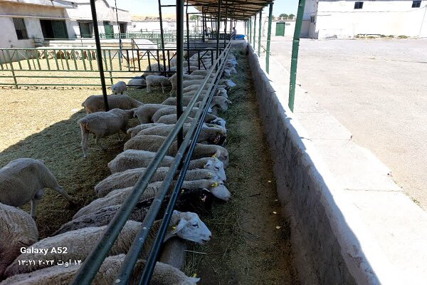 تولید ۴۰ هزار اصله نهال مقاوم به سرما در دانشگاه آزاد مراغه/ دستگاه «مهپاش» به تولید انبوه میرسد