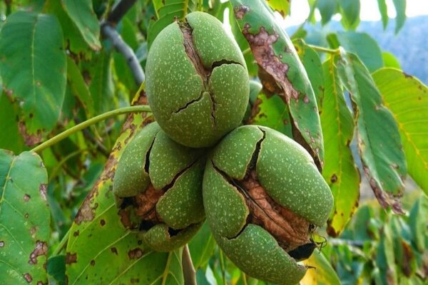 راهبردهای بیولوژیک برای کنترل آفت سوسک شاخک‌بلند در باغات گردوی تویسرکان