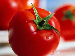 فناوران دانشگاه آزاد میتوانند واردات بذر کشور را ۶۰درصد کاهش دهند