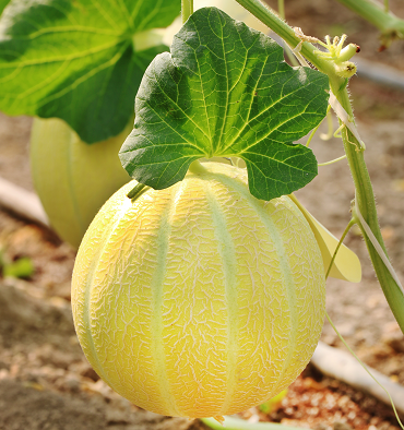 فناوران دانشگاه آزاد میتوانند واردات بذر کشور را ۶۰درصد کاهش دهند