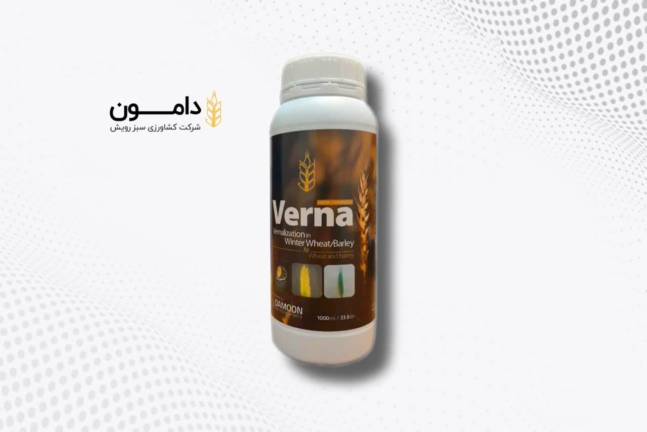 محصولی که امکان کشت گندم در همه فصول را فراهم میکند