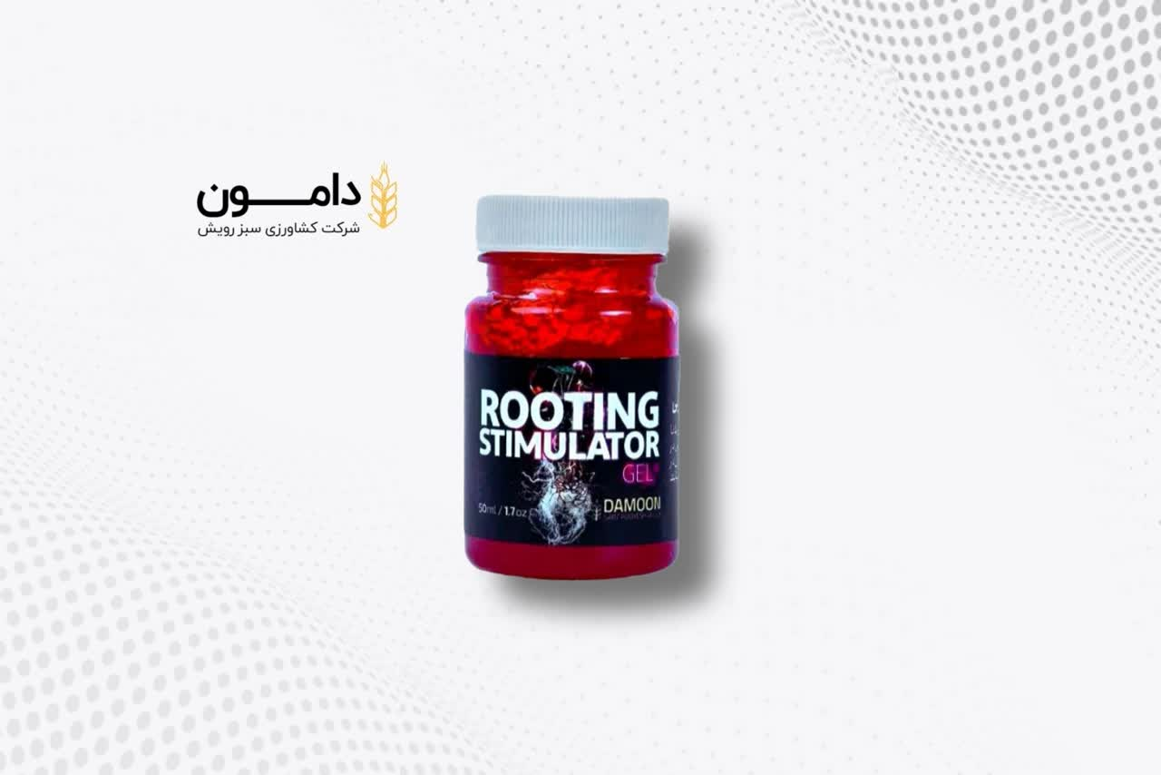 محصولی که امکان کشت گندم در همه فصول را فراهم میکند