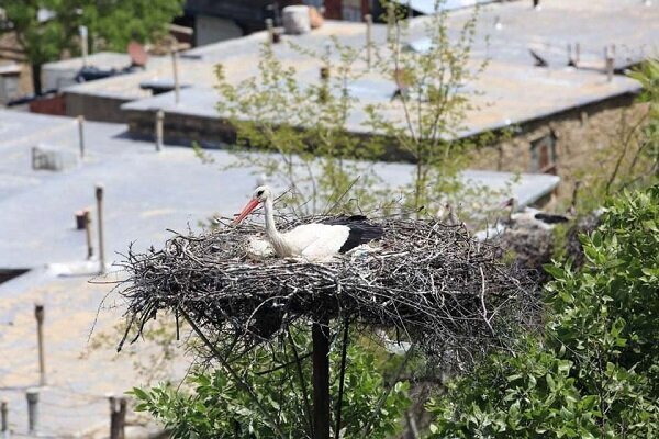 آشنایی با روستایی که تیربرقهایش خانه لک لکهاست + عکس