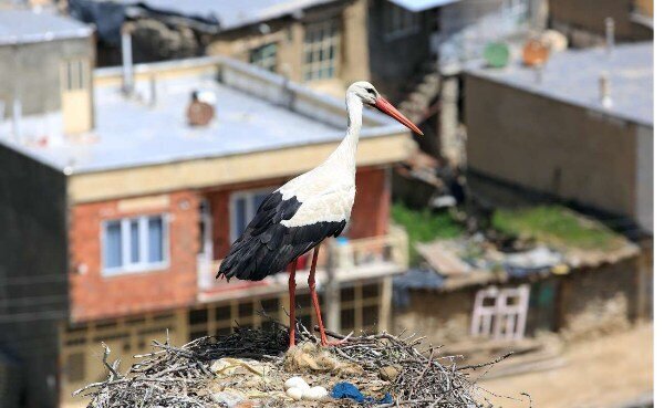 آشنایی با روستایی که تیربرقهایش خانه لک لکهاست + عکس