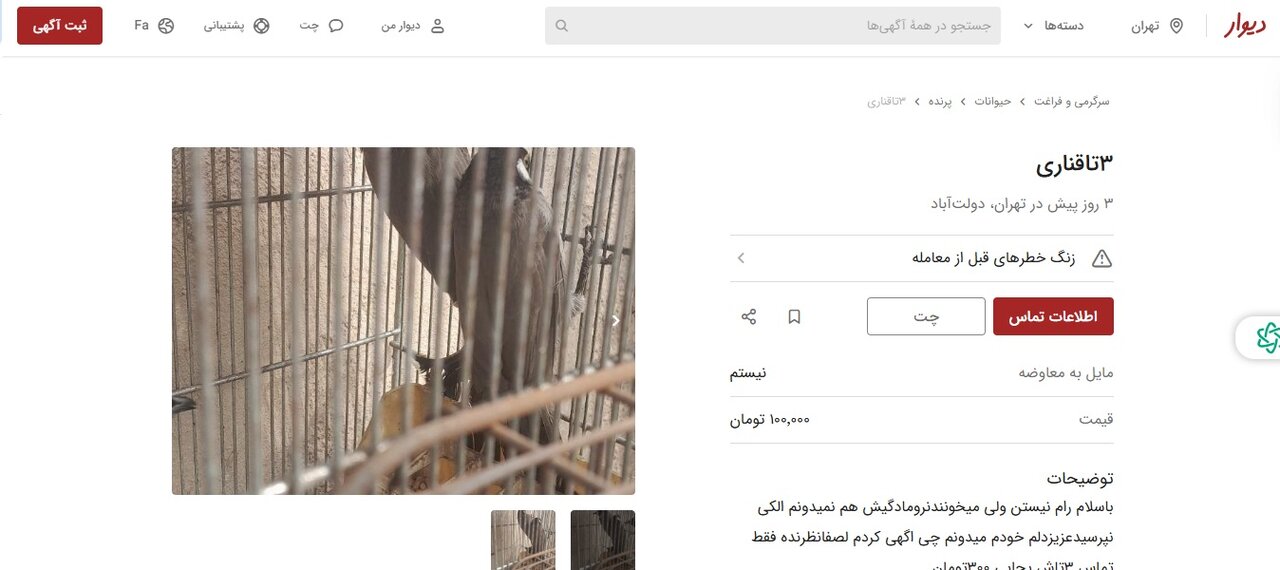 انتشار آگهی‌های خرید و فروش غیرقانونی پرندگان بومی در سایت دیوار / حتی نگهداری چکاوک، هدهد و بلبل خرما خلاف قانون است