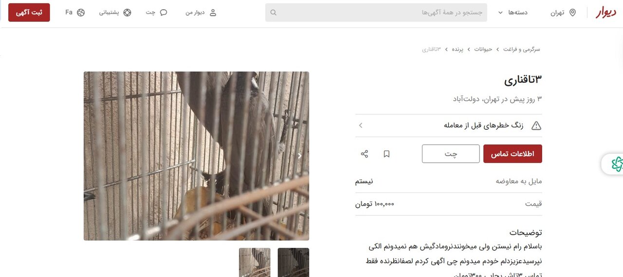 انتشار آگهیهای خرید و فروش غیرقانونی پرندگان بومی در سایت دیوار / حتی نگهداری چکاوک، هدهد و بلبل خرما خلاف قانون است