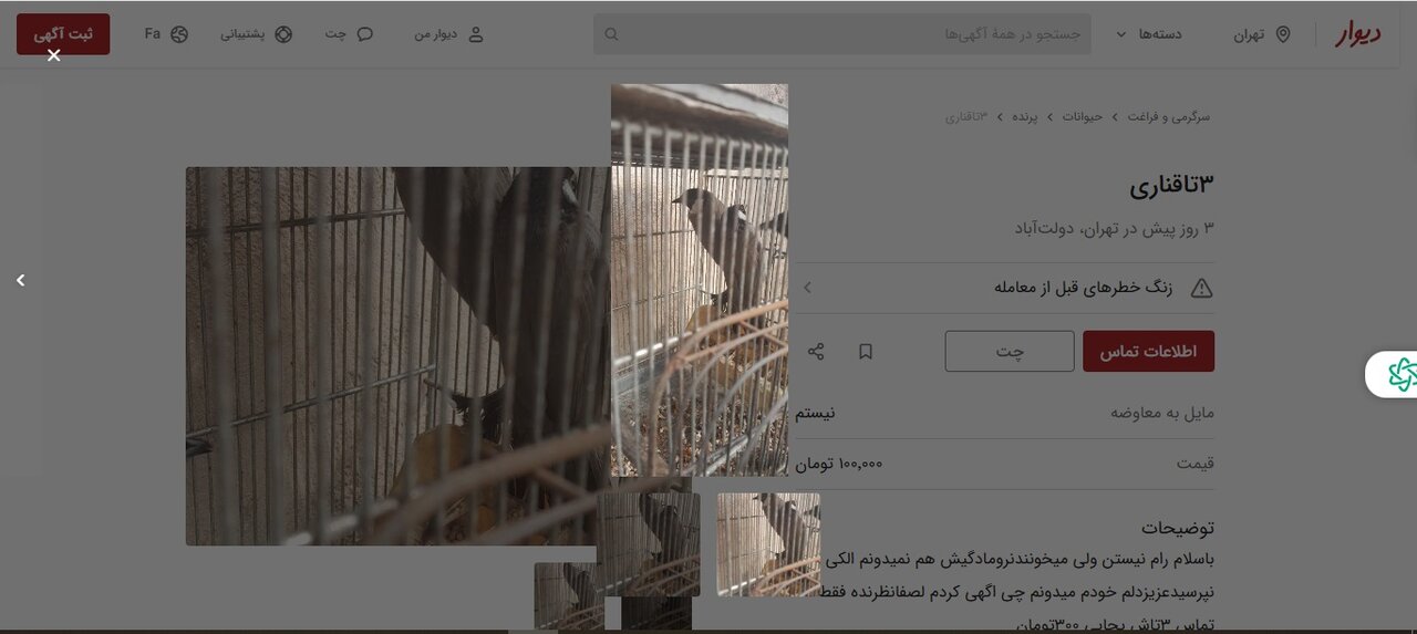 انتشار آگهیهای خرید و فروش غیرقانونی پرندگان بومی در سایت دیوار / حتی نگهداری چکاوک، هدهد و بلبل خرما خلاف قانون است