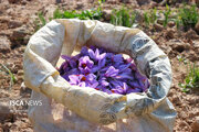 ترفند جدید برای کلاهبرداری / فروش خاک به جای پیاز زعفران