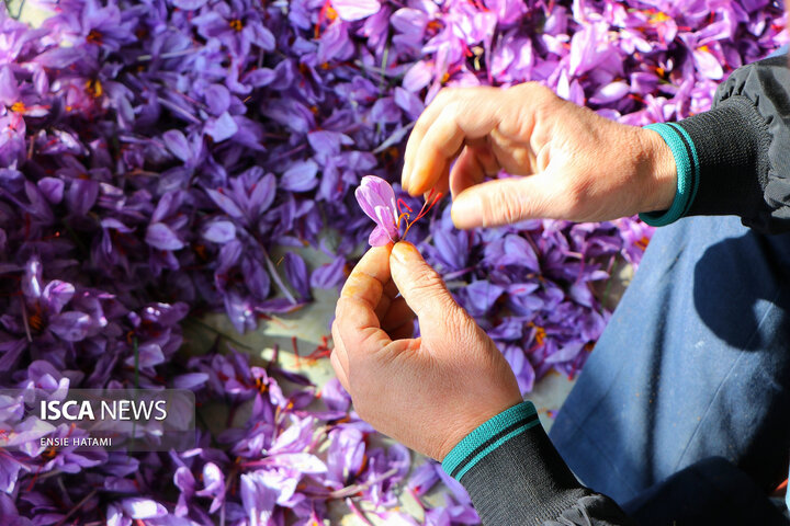 زعفران