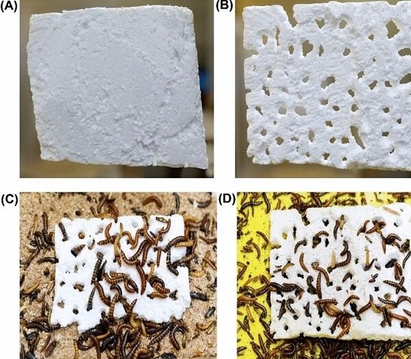 کشف نوعی سوسک که میتواند پلاستیک بخورد