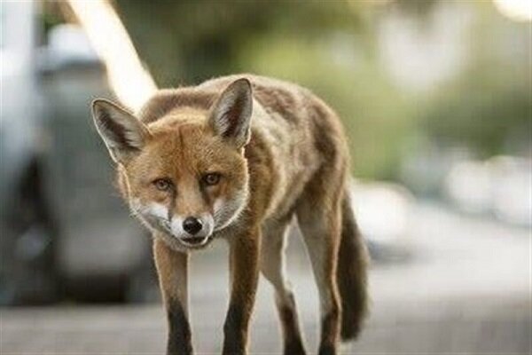 جان باختن کودک ۳ ساله بر اثر حمله روباه در کبودرآهنگ