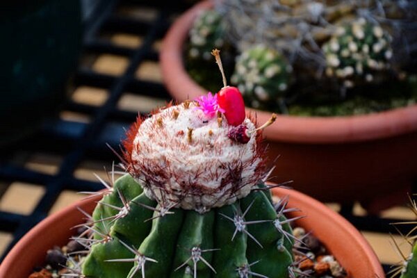 مزه میوه ملوکاکتوس: تجربهای منحصربهفرد و کمتر شناختهشده