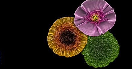 بهترین تصاویر علمی 2024 به انتخاب نیچر / ۲ ایرانی محقق در فهرست بهترین‌ها