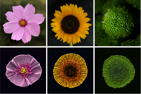 بهترین تصاویر علمی 2024 به انتخاب نیچر / ۲ ایرانی محقق در فهرست بهترینها