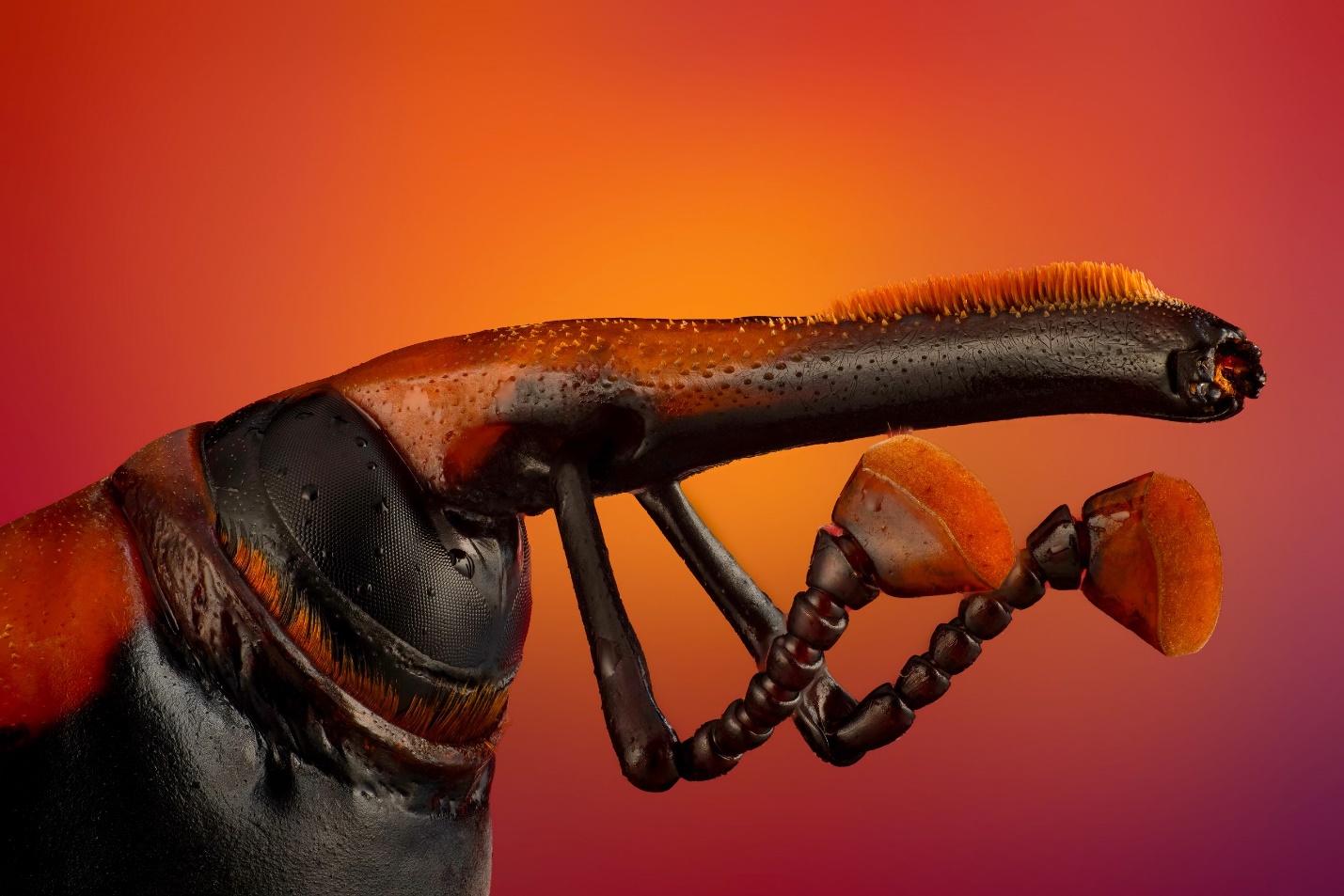 بهترین تصاویر علمی 2024 به انتخاب نیچر / ۲ ایرانی محقق در فهرست بهترین‌ها