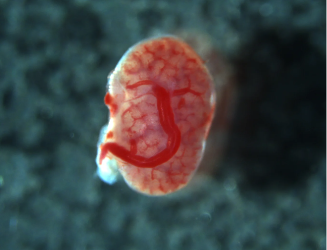 بهترین تصاویر علمی 2024 به انتخاب نیچر / ۲ ایرانی محقق در فهرست بهترینها