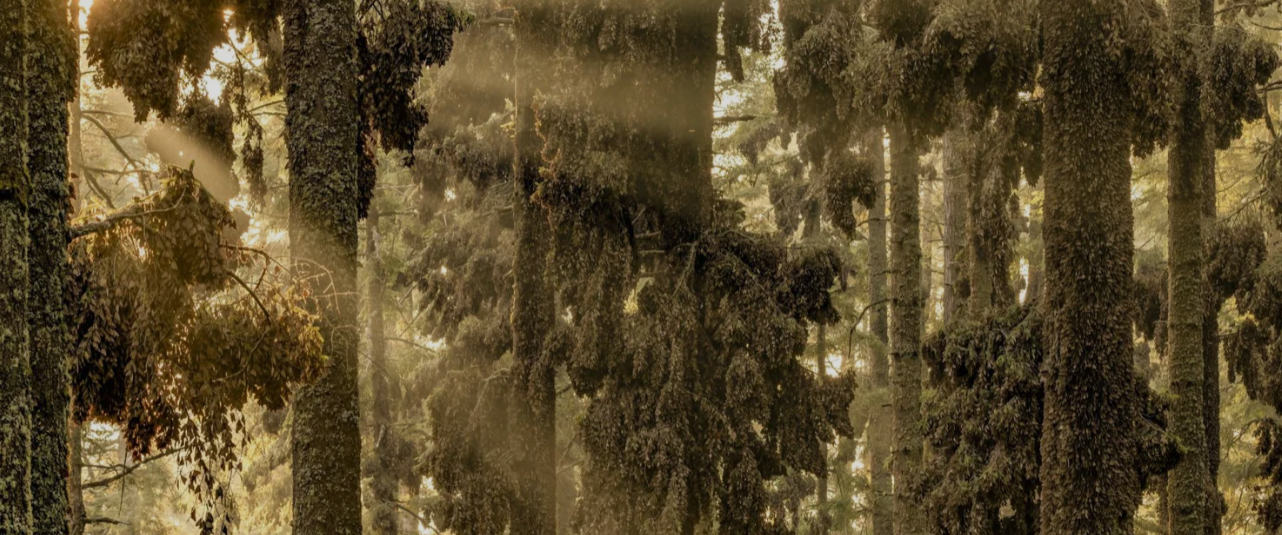 بهترین تصاویر علمی 2024 به انتخاب نیچر / ۲ ایرانی محقق در فهرست بهترینها