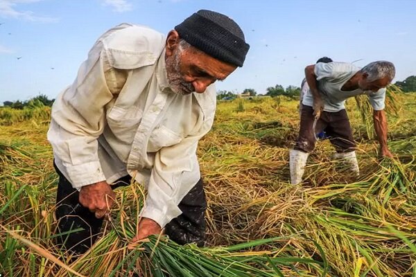 سایه سنگین ناترازی انرژی بر کشاورزی و امنیت غذایی/ کشاورزان از قطع برق چاه‌های آب به ستوه آمده‌اند