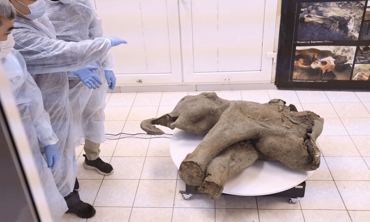 کشف بقایای بچهماموت ۵۰ هزار ساله در سیبری + عکس