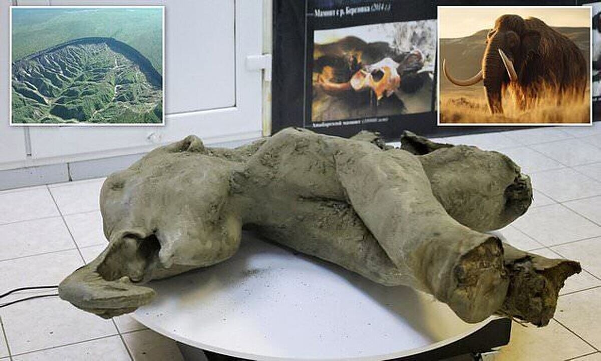 کشف بقایای بچهماموت ۵۰ هزار ساله در سیبری + عکس