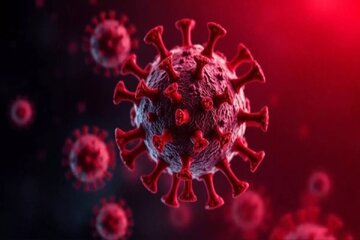 آخرین وضعیت بیماری نیپا در کشور