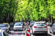 ولیعصر بدون چنارهای کهنسال؟ معمای ناپدید شدن نمادهای سبز پایتخت