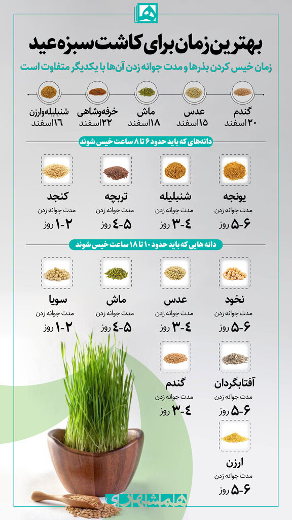 بهترین زمان کاشت سبزه برای عید نوروز + ترفندهایی برای داشتن سبزه‌ای پر پشت