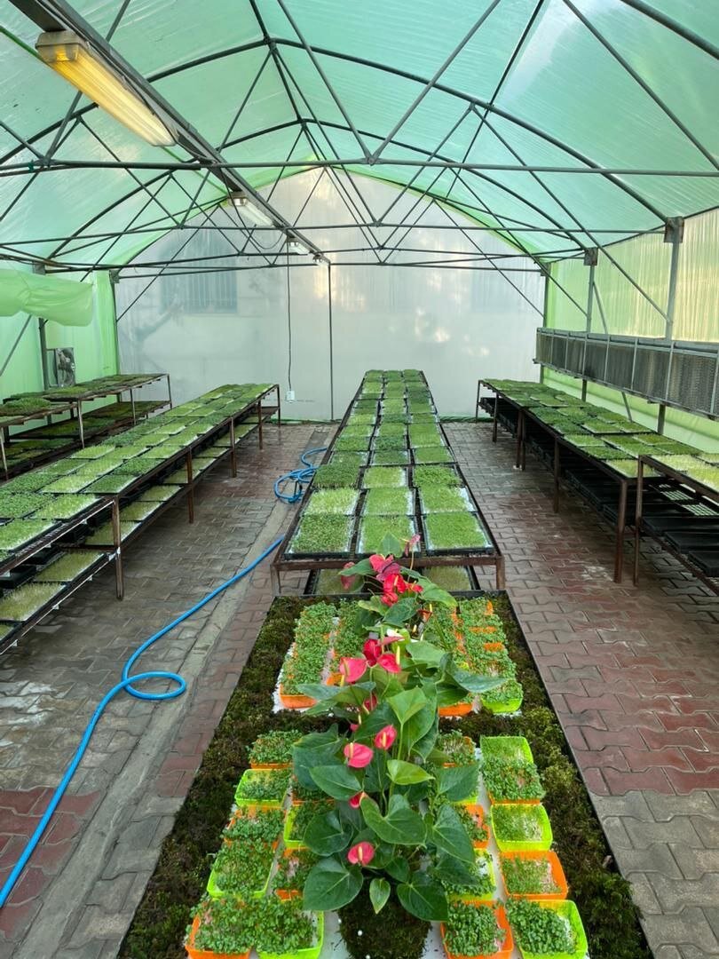 تولید بدون خاک سبزیجات در گلخانه میکروگرین دانشگاه آزاد کرج