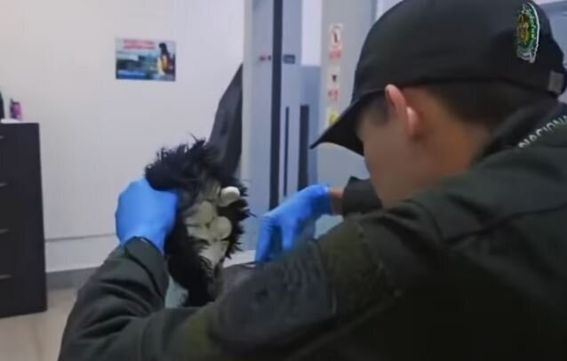 جاسازی  ۱۹ بسته کوکائین در کلاه‌گیس / متهم دستگیر شد + عکس