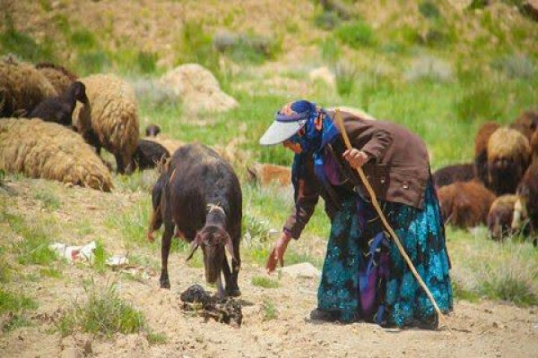 زمان کوچ عشایر کهگیلویه و بویراحمد مشخص شد