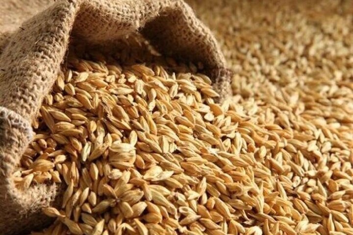 آخرین خبرها از پرداخت پول گندمکاران
