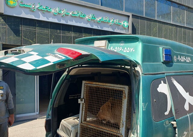 توله شیر امیر علی اکبری به سازمان محیط زیست تحویل داده شد + عکس