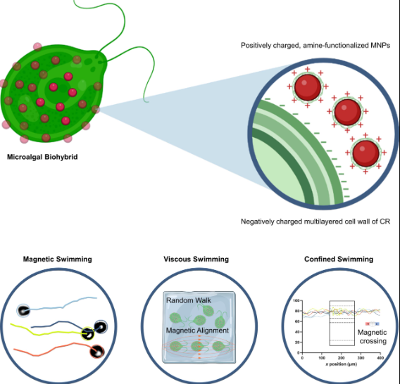 رباتهای تک سلولی جلبکی با قابلیت شناگری حرفهای + ویدئو