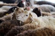 قیمت جدید دام زنده سه‌شنبه ۹ اردیبهشت ۱۴۰۴