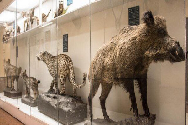 استقبال کم‌نظیر از موزه تاریخ طبیعی ارومیه در نوروز ۱۴۰۴