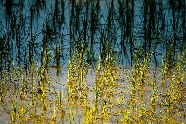 ترسناک‌ترین درخت مازندران با جسد گرازهای آویزان + عکس