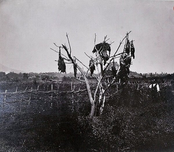 ترسناکترین درخت مازندران با جسد گرازهای آویزان + عکس