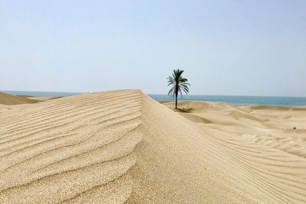 تبدیل کویر به ثروت با نگاه فوق تخصصی/ دانشکده جدید باید پیوند آموزش و مهارت را برقرار کند