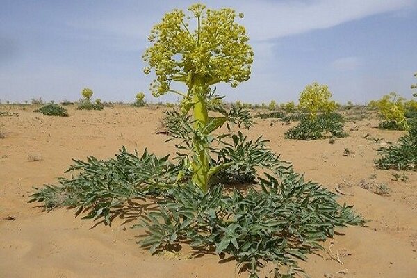 آنغوزه، گیاهی با خواص درمانی فراوان