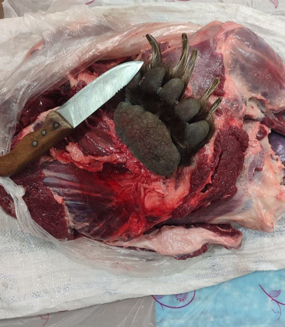 شکار خرس در منطقه شکار ممنوع سوادکوه + عکس