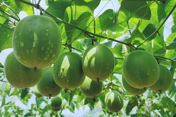 فواید میوه مانک