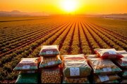 رزمایش پایش آفت‌کش‌ها در قم گامی استوار در مسیر کشاورزی پایدار