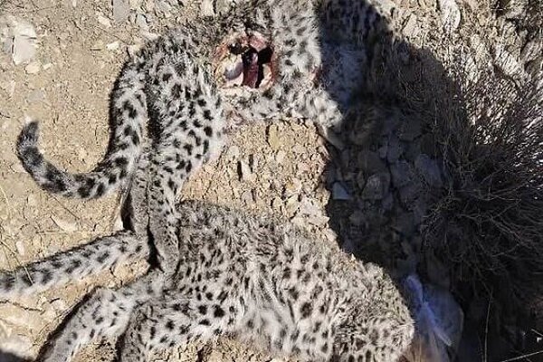 لاشه ۲ توله پلنگ ایرانی در ارتفاعات پارک ملی کرمان کشف شد