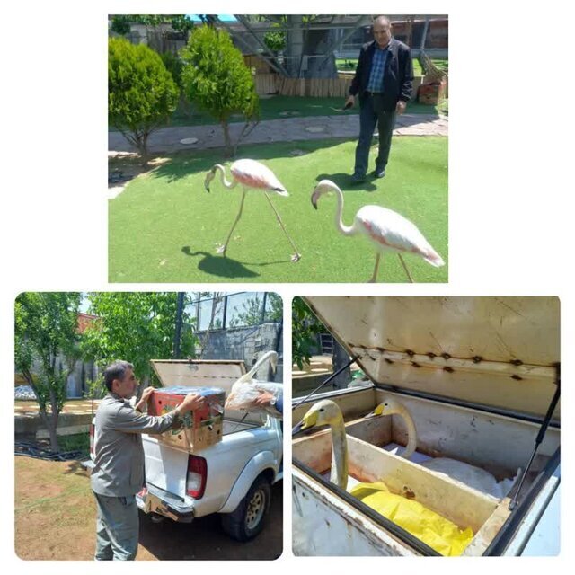 کشف و نجات ۲ قطعه فلامینگو از یک منزل شخصی در کرج + عکس