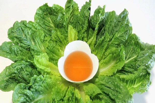 در روزهای بهاری از خواص کاهو و سکنجبین غافل نشوید