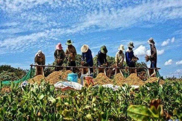 افزایش ۱۵ هزار نفری اعضای تعاونی‌های روستایی در شیروان