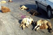 تلف شدن ۶۰ گوسفند بر اثر برخورد با اتوبوس در خراسان‌شمالی